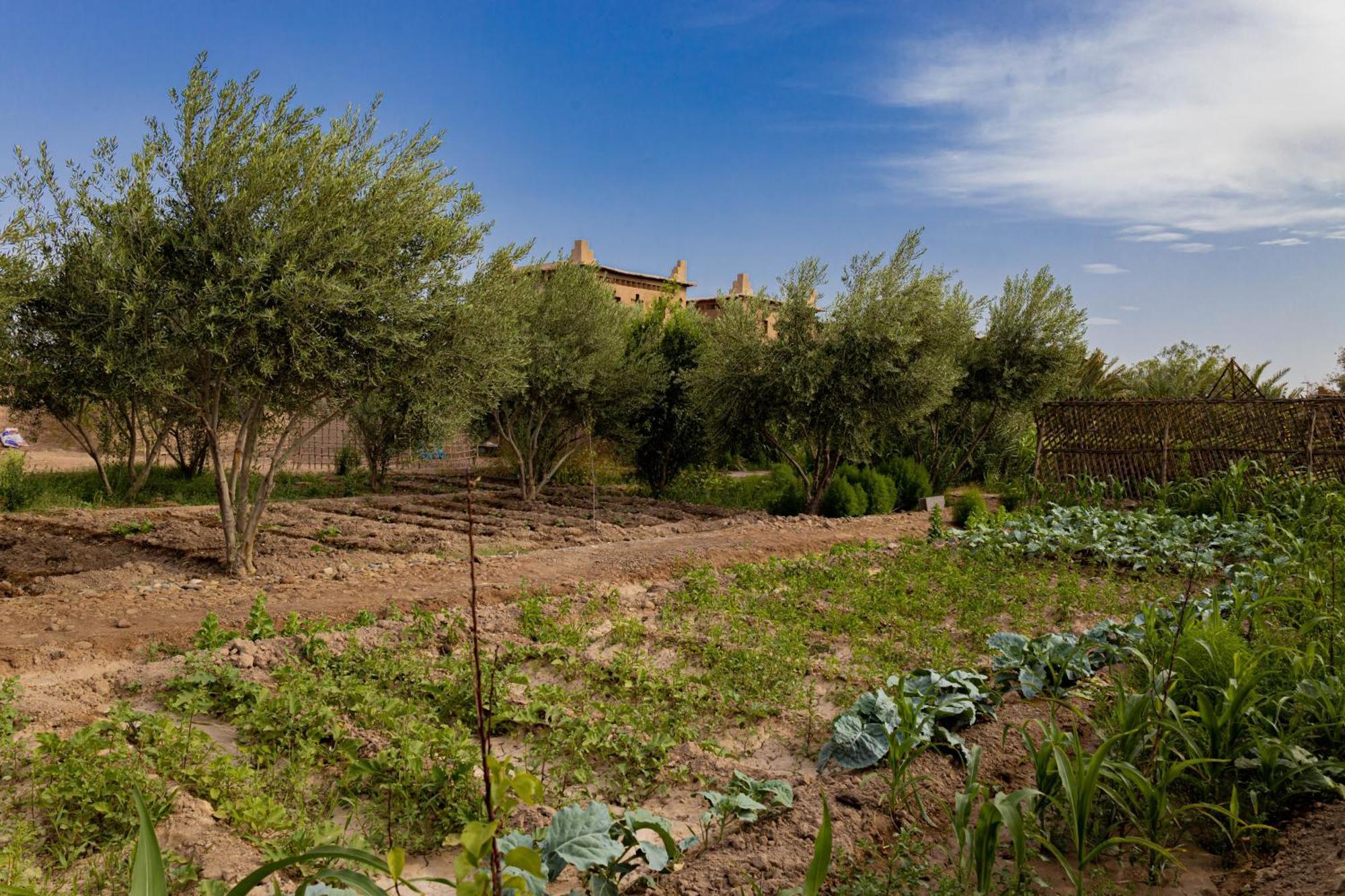 Maison D'hôte Amridil Skoura Exterior foto